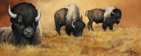 Plains Bison